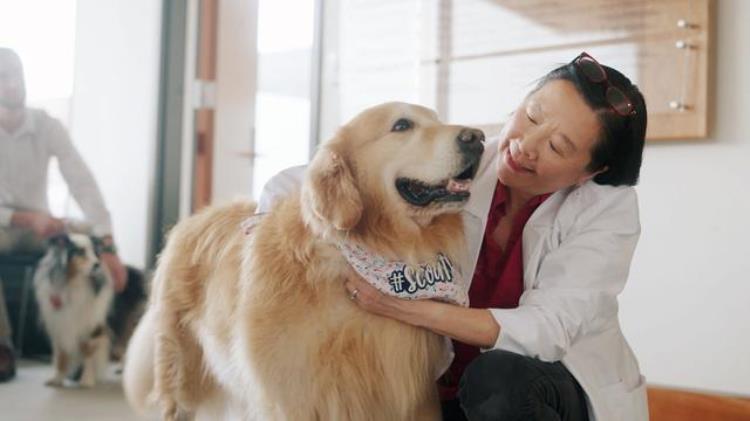 忠犬护主的传说是真的吗遇到危险时你家狗狗会来救你吗「忠犬护主的传说是真的吗遇到危险时你家狗狗会来救你吗」