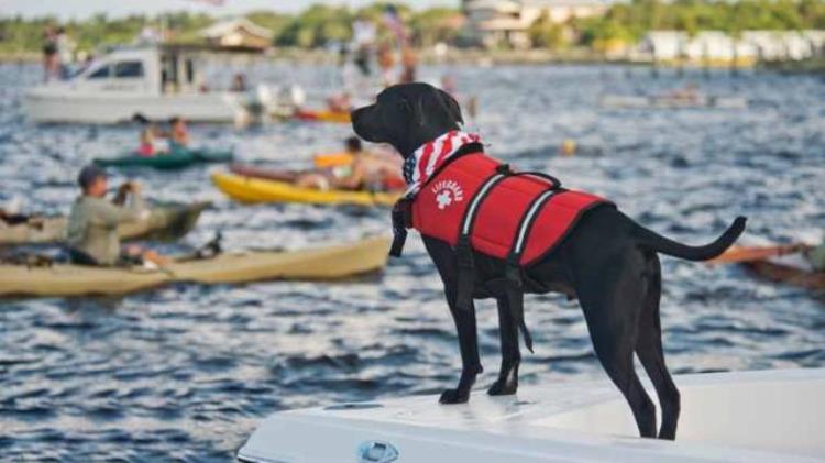 忠犬护主的传说是真的吗遇到危险时你家狗狗会来救你吗「忠犬护主的传说是真的吗遇到危险时你家狗狗会来救你吗」