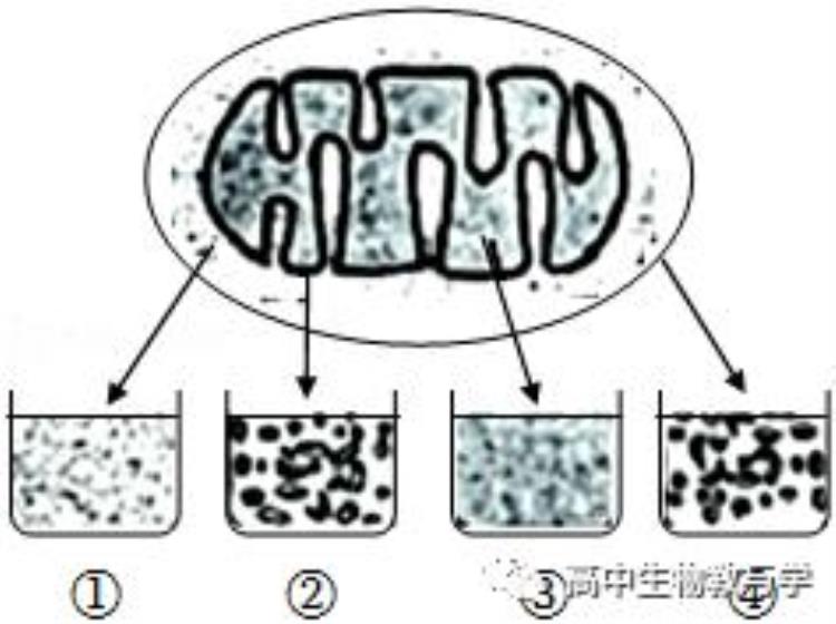 高考生物题型全归纳2021版「2022年高考生物试题分类解析细胞分子组成结构和物质运输」