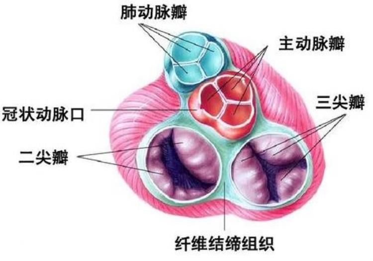 主动脉夹层破裂是什么原因「主动脉血管破裂夹层的原因有哪些不止高血压医生告诉你」