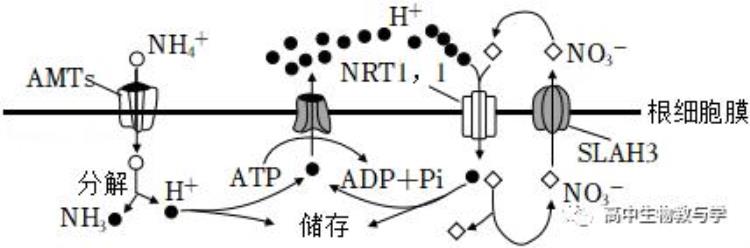 高考生物题型全归纳2021版「2022年高考生物试题分类解析细胞分子组成结构和物质运输」