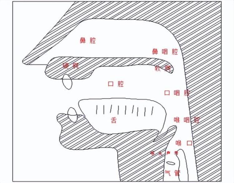 新主播发声技巧及训练方法「新主播发声技巧及训练」