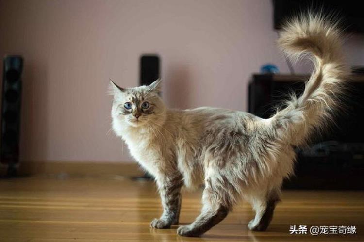 猫咪的各种行为代表什么「猫咪的30个奇怪行为到底什么意思资深铲屎官给出答案」