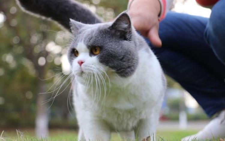 英短蓝猫蹭人「英短猫经常蹭人其实是想表达这几句话」