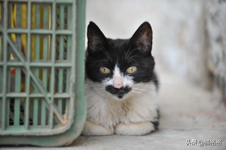 遇到流浪猫该不该收养「流浪猫主动蹭人讨好路人是想被收养吗你是否愿意收养流浪猫」