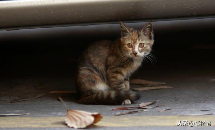 遇到流浪猫该不该收养「流浪猫主动蹭人讨好路人是想被收养吗你是否愿意收养流浪猫」