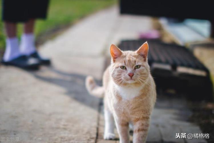 遇到流浪猫该不该收养「流浪猫主动蹭人讨好路人是想被收养吗你是否愿意收养流浪猫」