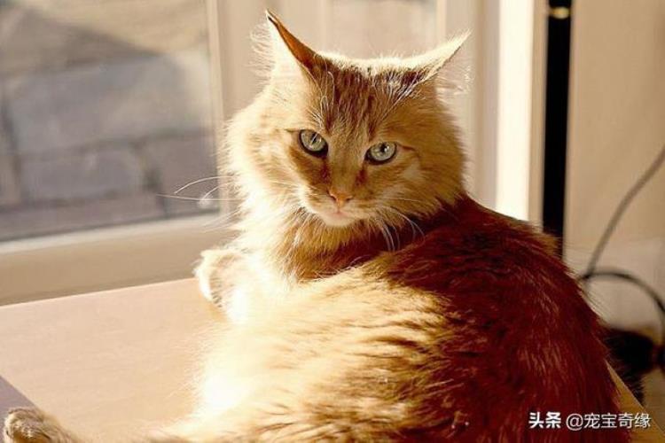 猫咪的各种行为代表什么「猫咪的30个奇怪行为到底什么意思资深铲屎官给出答案」