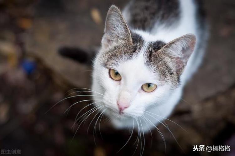 遇到流浪猫该不该收养「流浪猫主动蹭人讨好路人是想被收养吗你是否愿意收养流浪猫」