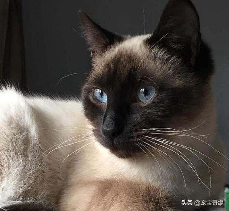 猫咪的各种行为代表什么「猫咪的30个奇怪行为到底什么意思资深铲屎官给出答案」