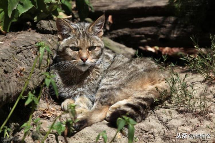 遇到流浪猫该不该收养「流浪猫主动蹭人讨好路人是想被收养吗你是否愿意收养流浪猫」