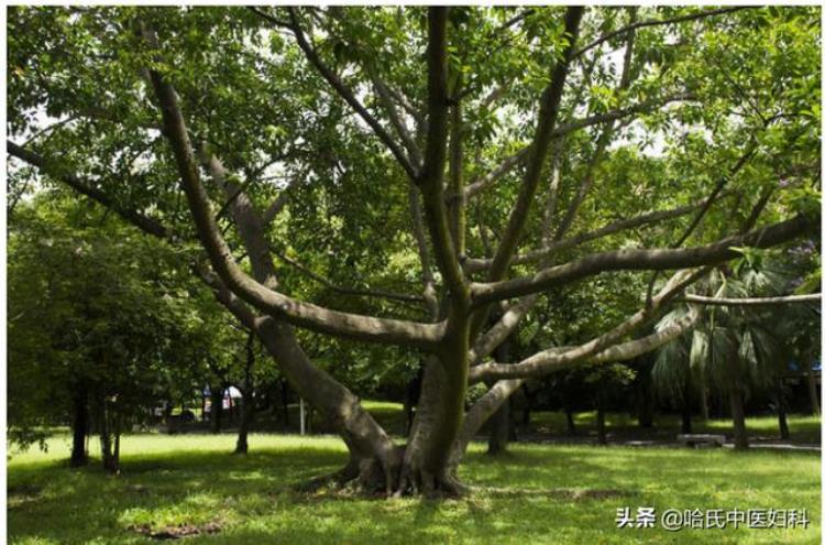 来月经各种不舒服是咋回事「从月经看脏腑月经来了就各种不舒服看看你是不是因为这个」