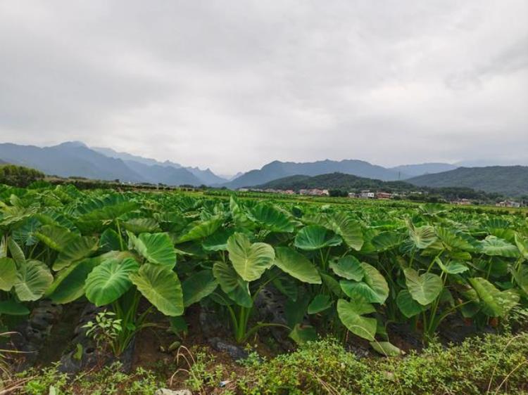 农村的地值不值钱「土地种房子值钱种庄稼不值钱乡村土地为什么就不能值钱呢」