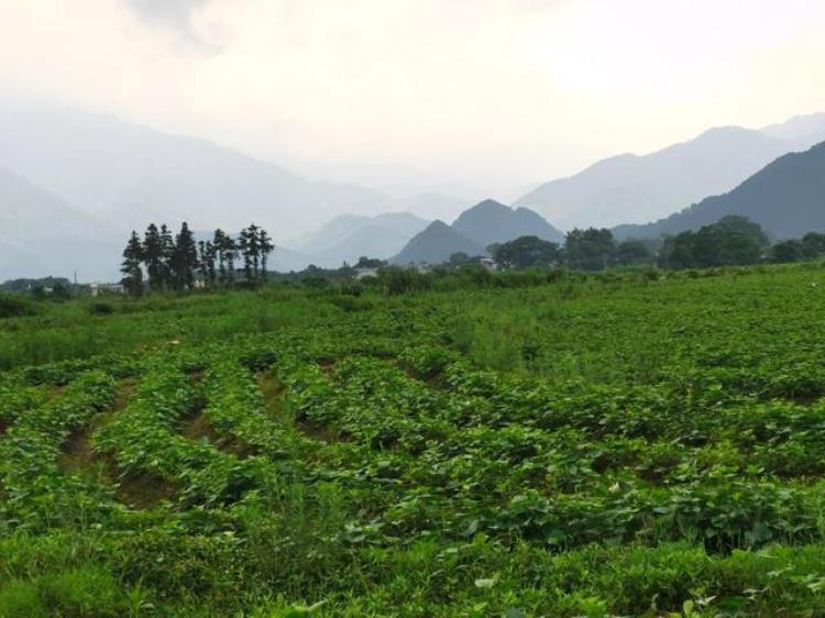 农村的地值不值钱「土地种房子值钱种庄稼不值钱乡村土地为什么就不能值钱呢」