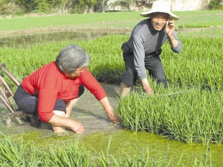 粮食太便宜了,最关心的粮食问题