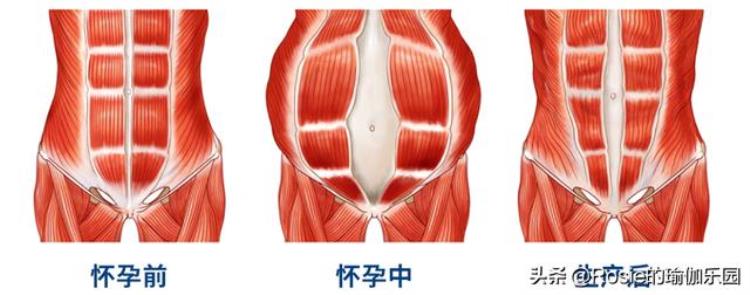 吉娜的腰细的不正常「53cm吉娜腰又细了找对粗腰类型对症训练缩腰更快」