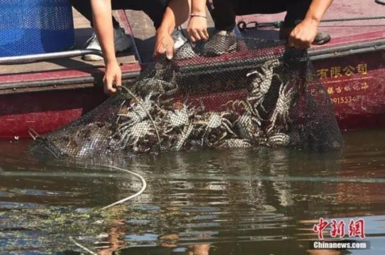 兑蟹卡 欺诈「蟹卡兑换遭遇重重陷阱是谁在玩猫腻」