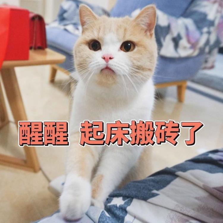 猫咪每天早上叫是什么原因,猫咪晚上一直叫怎么办