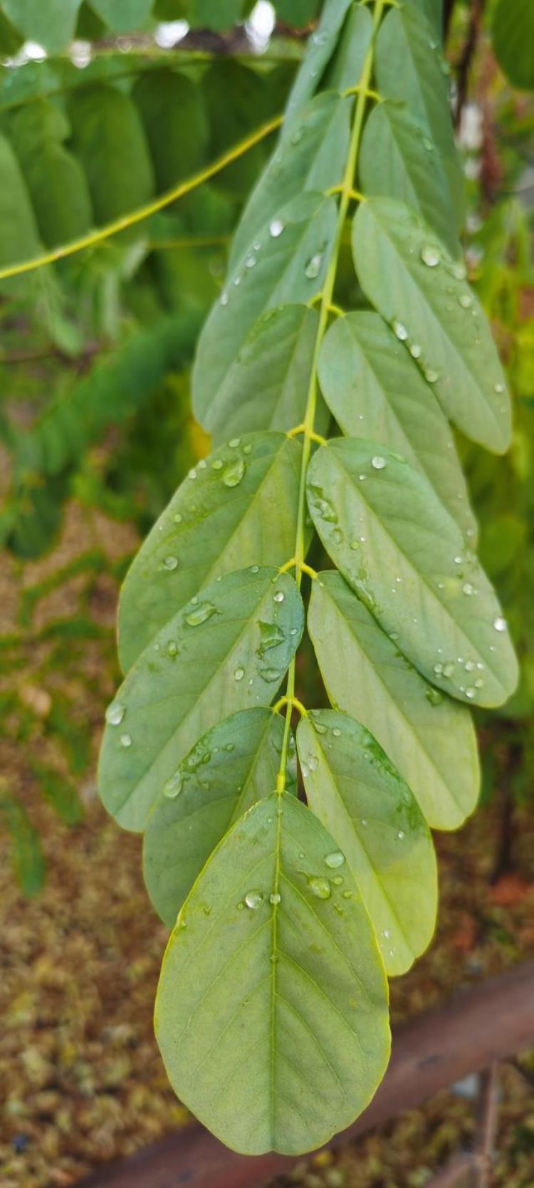 清晨晶莹的露珠「晨间晶莹的露珠」