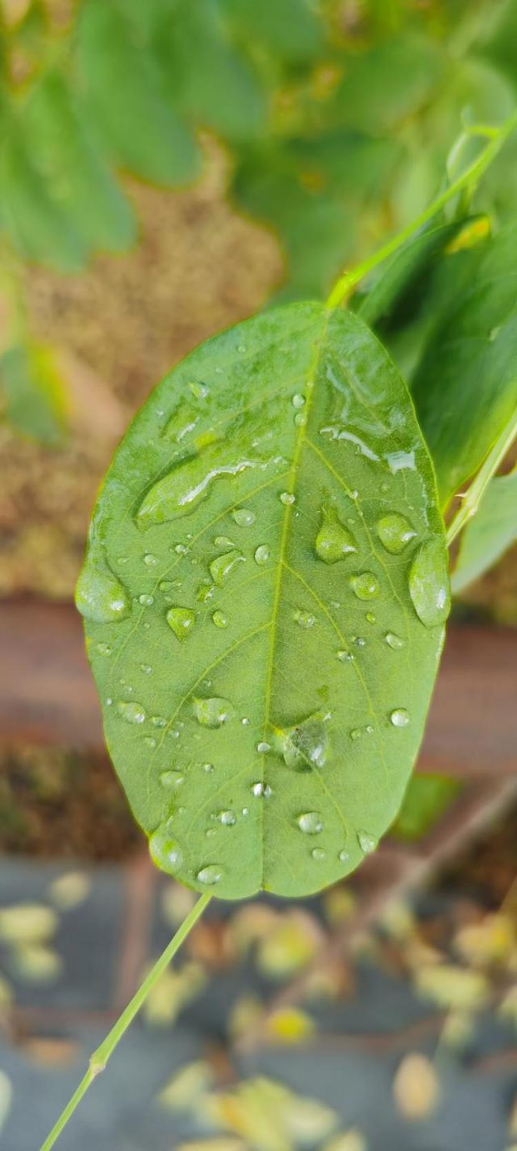 清晨晶莹的露珠「晨间晶莹的露珠」