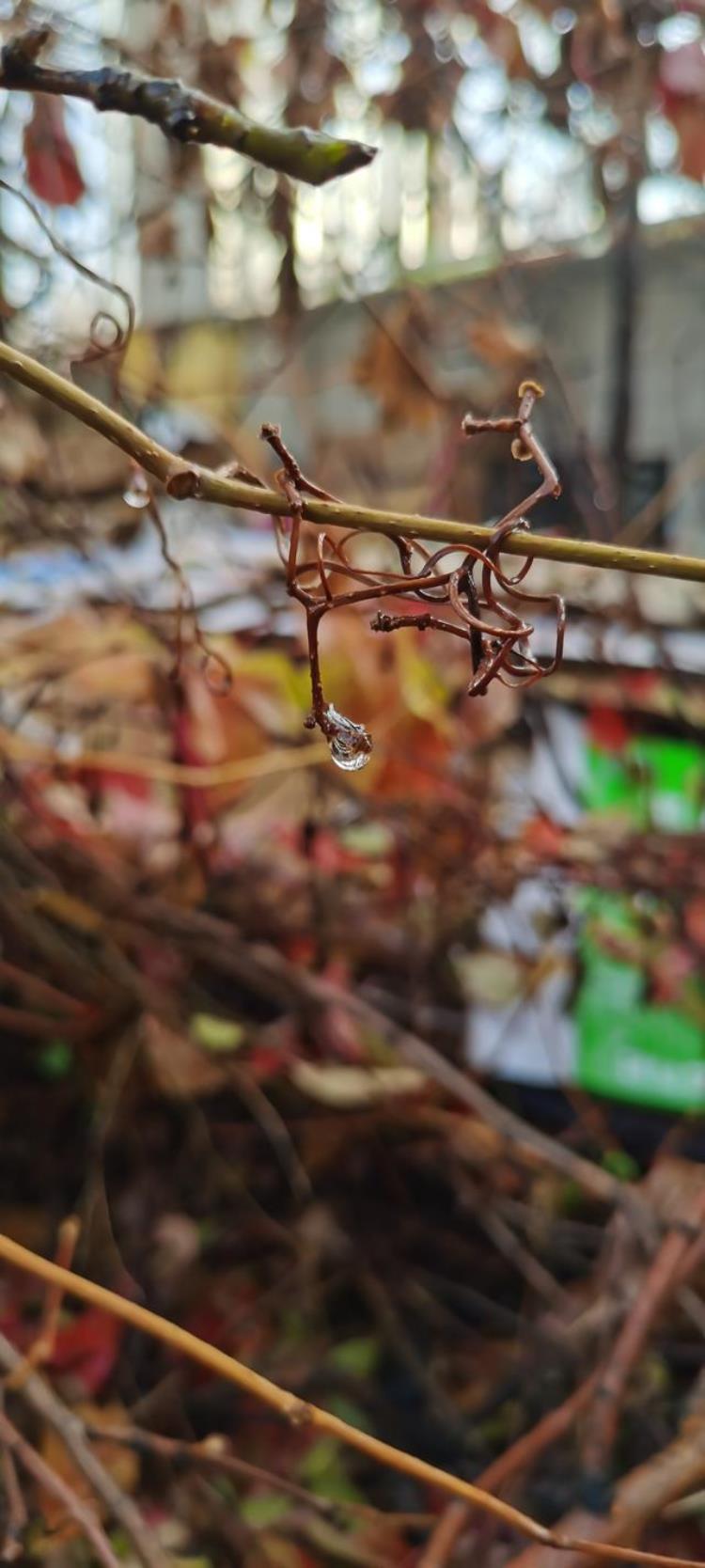 清晨晶莹的露珠「晨间晶莹的露珠」