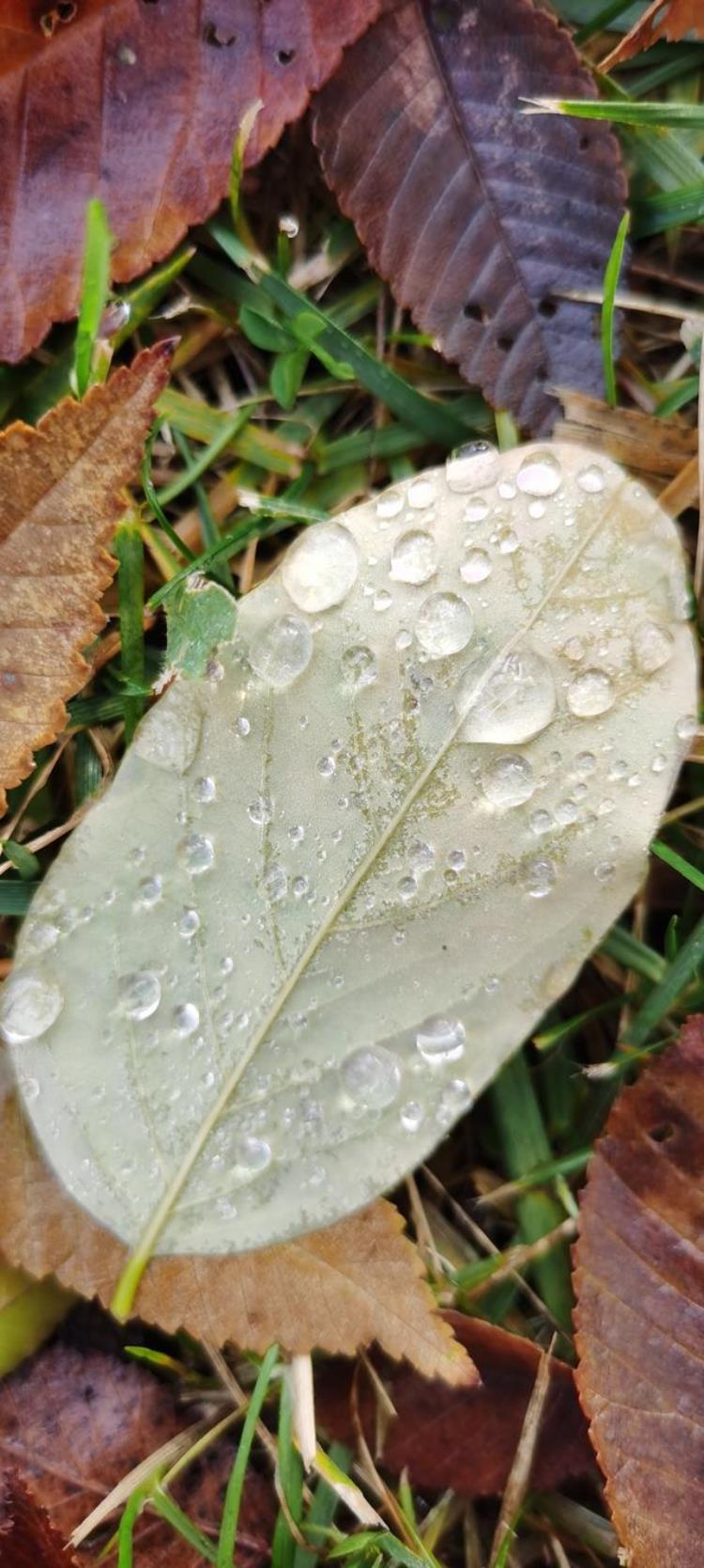 清晨晶莹的露珠「晨间晶莹的露珠」