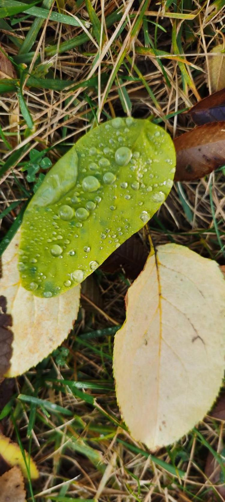 清晨晶莹的露珠「晨间晶莹的露珠」