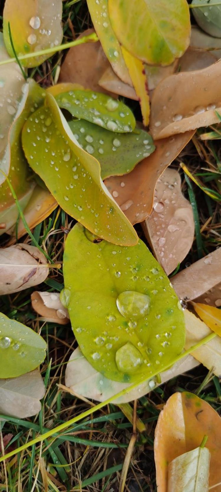 清晨晶莹的露珠「晨间晶莹的露珠」