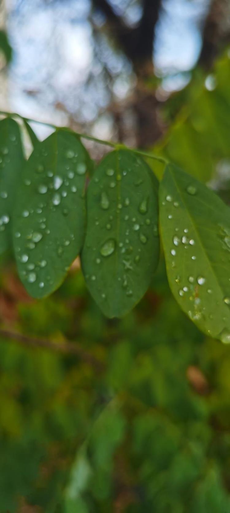 清晨晶莹的露珠「晨间晶莹的露珠」