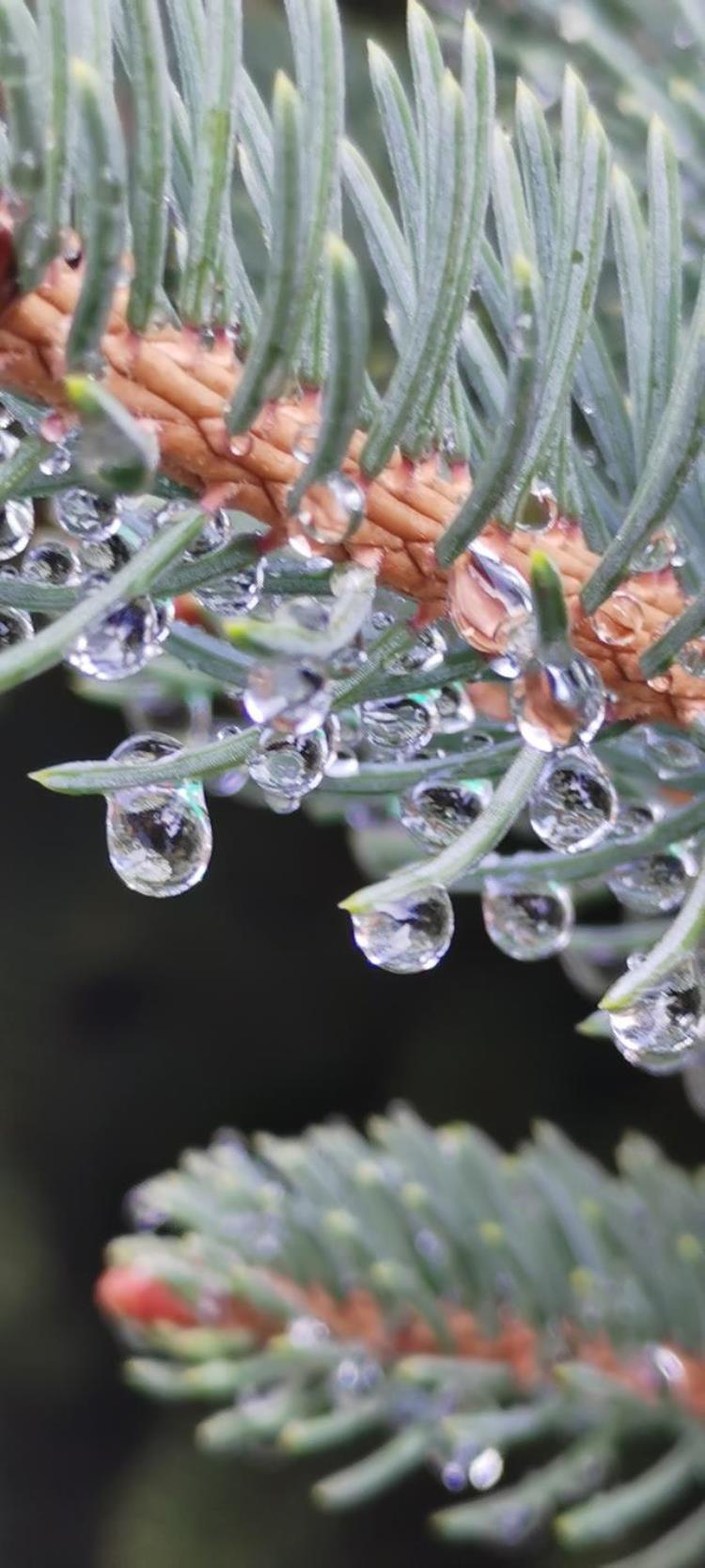 清晨晶莹的露珠「晨间晶莹的露珠」