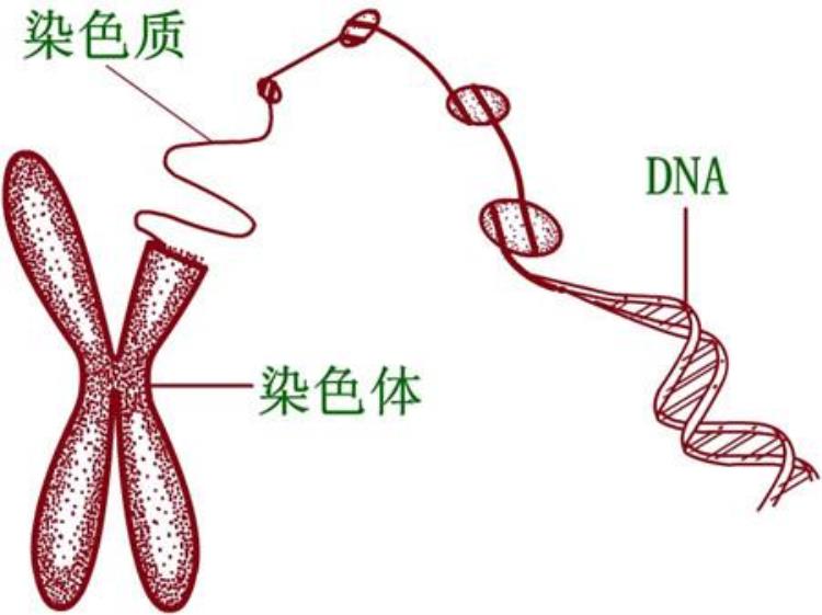 妈妈a型血爸爸b型血宝宝为什么是O型「妈妈A型血爸爸B型血宝宝却是O型血是抱错了吗」