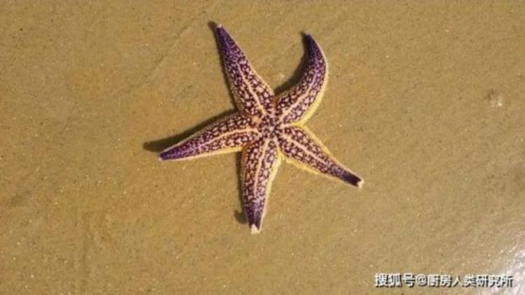 棘皮动物尤其是海星和海参海胆无性繁殖的动物「棘皮动物尤其是海星和海参海胆无性繁殖」