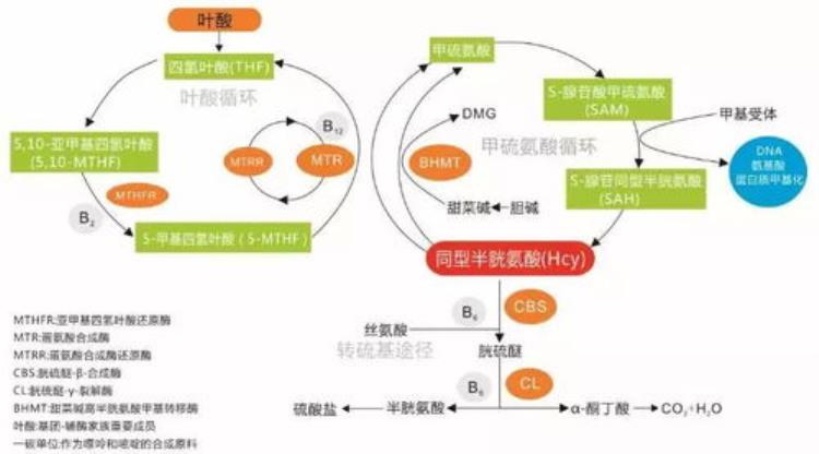 孕妈妈有没有必要做叶酸基因检测「孕妈妈有没有必要做叶酸基因检测」