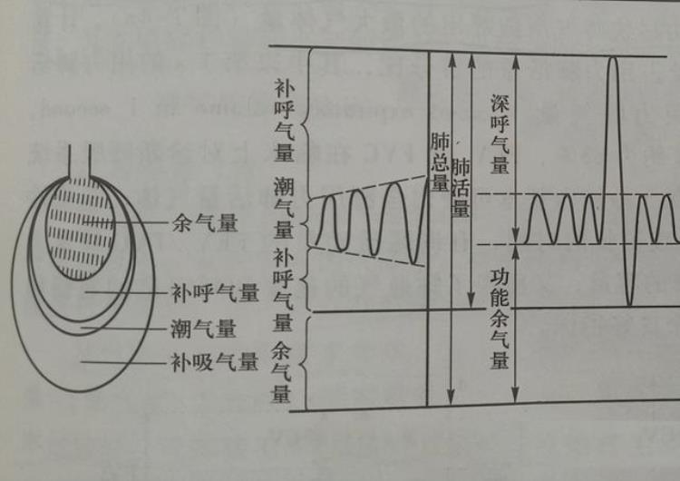 影响呼吸功能的几个因素有「影响呼吸功能的几个因素」