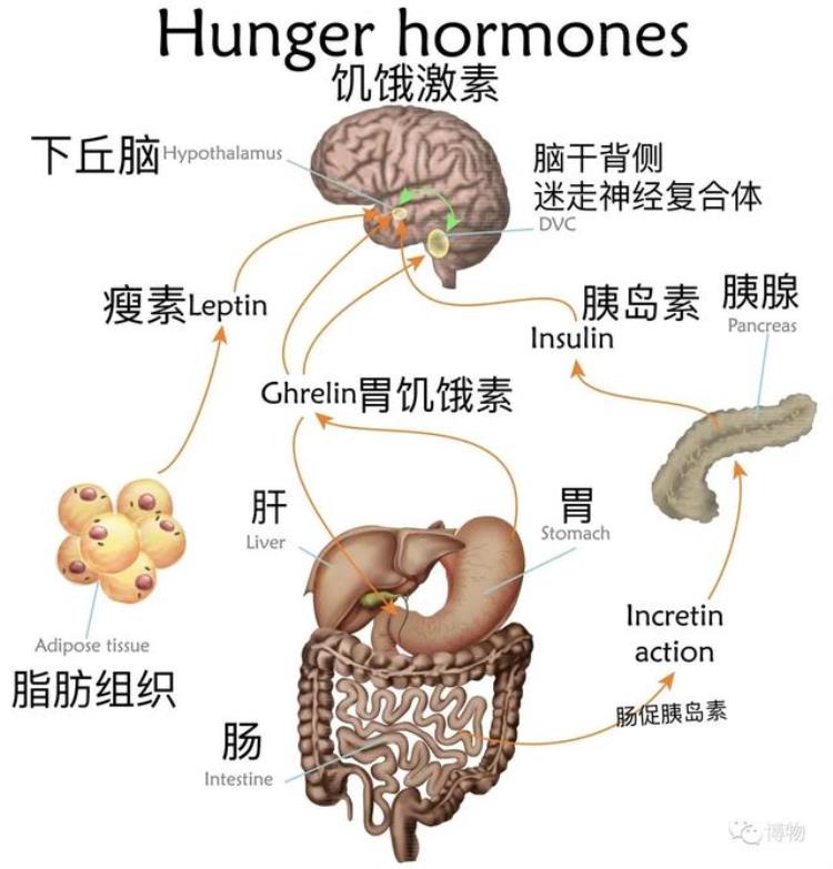 空腹饿的想吐「为啥饿到肚子空空时反倒想吐」