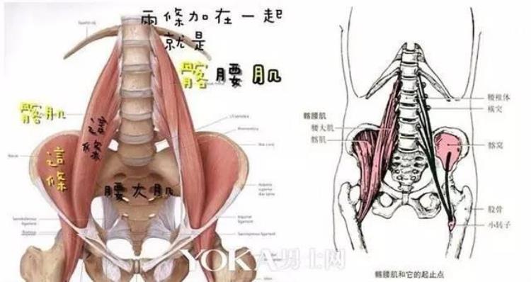 继续仰卧起坐「你还在做仰卧起坐」