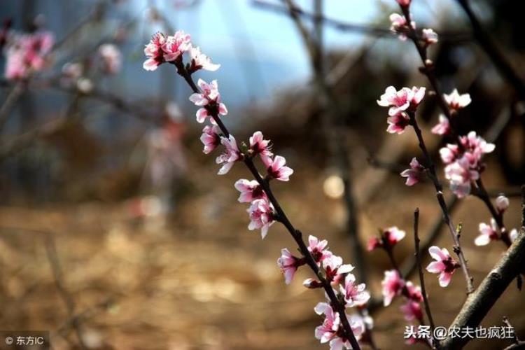 农谚一年两个春过年老牛冷断筋啥意思为何一年有两个春