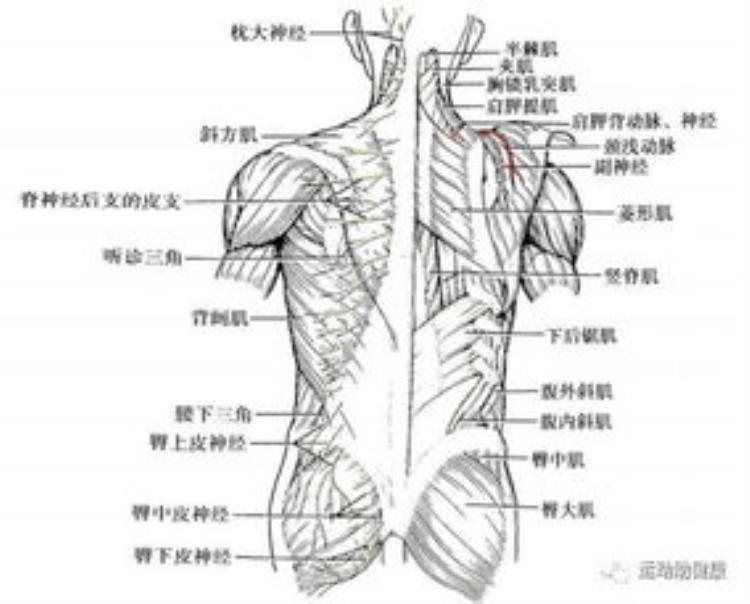 解剖学的骨性标志(人体解剖学骨性标志图)