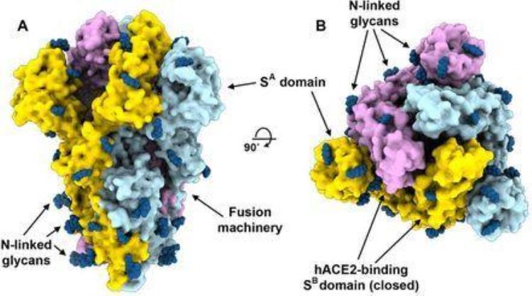 基于s蛋白的新冠疫苗研发「Cell深度解读|为什么新冠疫苗开发要从S蛋白开始」