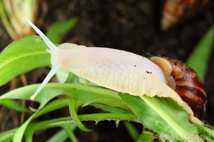 法国人吃蜗牛但野生蜗牛可食用吗