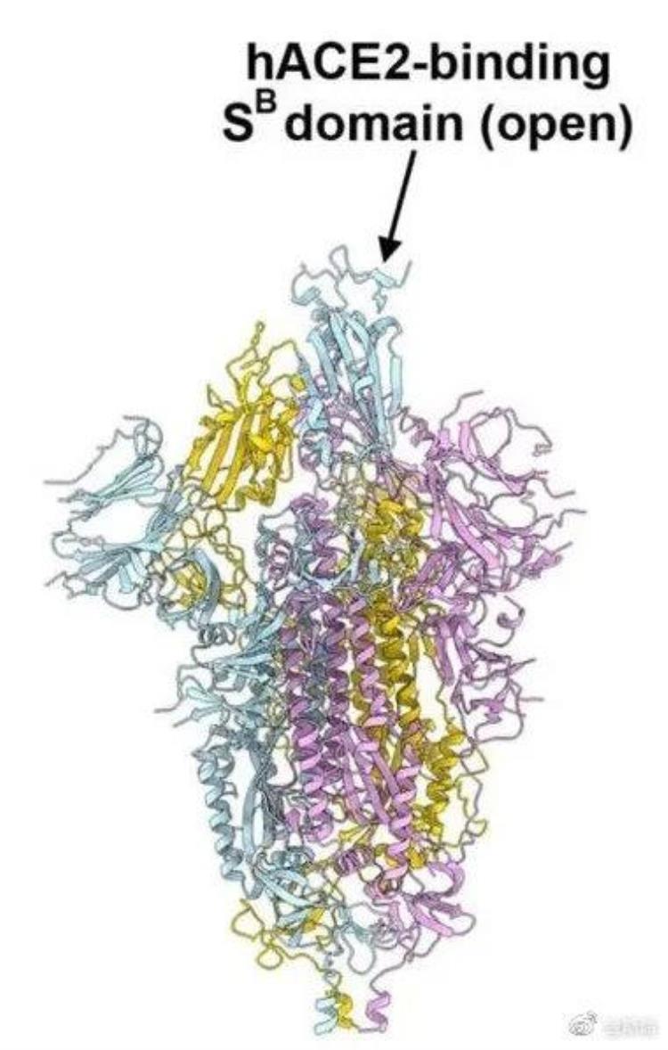 基于s蛋白的新冠疫苗研发「Cell深度解读|为什么新冠疫苗开发要从S蛋白开始」