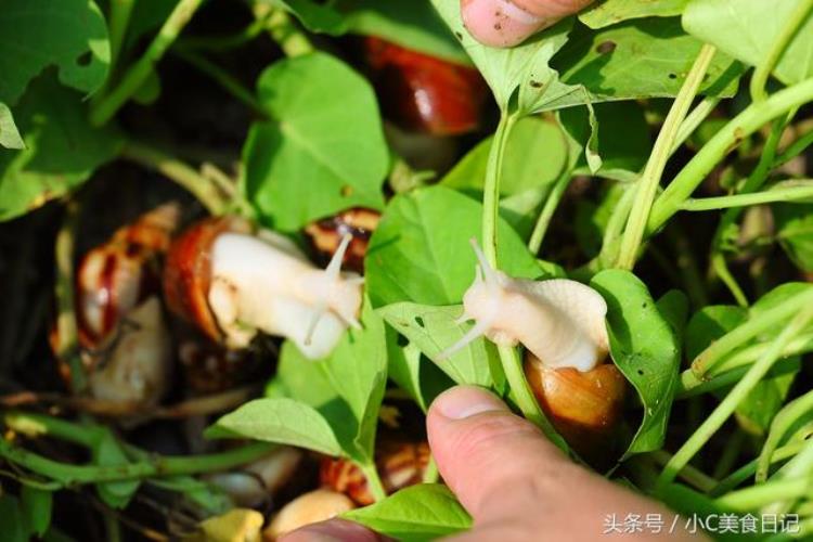 法国人吃蜗牛但野生蜗牛可食用吗