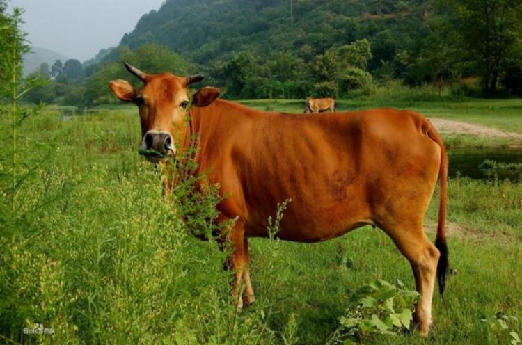 牛肉是不是健康的食物「牛肉到底是营养佳品还是致癌物今天就告诉你答案」