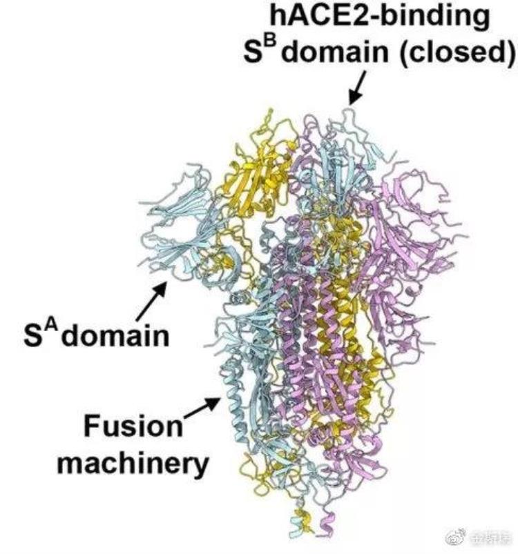 基于s蛋白的新冠疫苗研发「Cell深度解读|为什么新冠疫苗开发要从S蛋白开始」