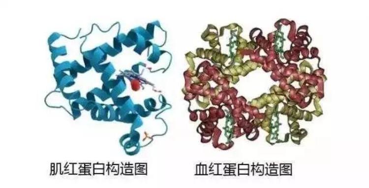 牛肉红色液体是血吗「牛肉红色液体是血吗」