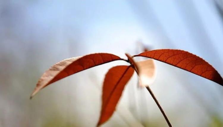 长沙季节冷热分明「明明是秋天为何这么冷长沙换季式降温有点猛」