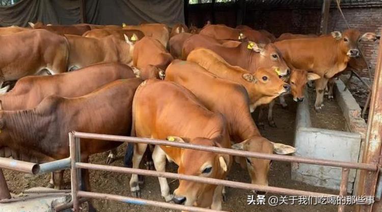 为何国产牛肉不能做牛排「都是牛肉为何进口牛肉能煎牛排而国产牛肉却不行有3个原因」