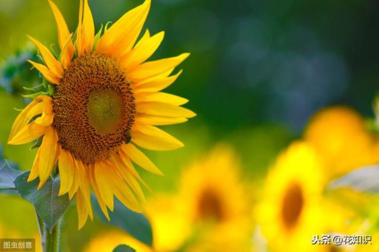 植物种子发芽需要阳光吗「植物种子发芽需要阳光吗」