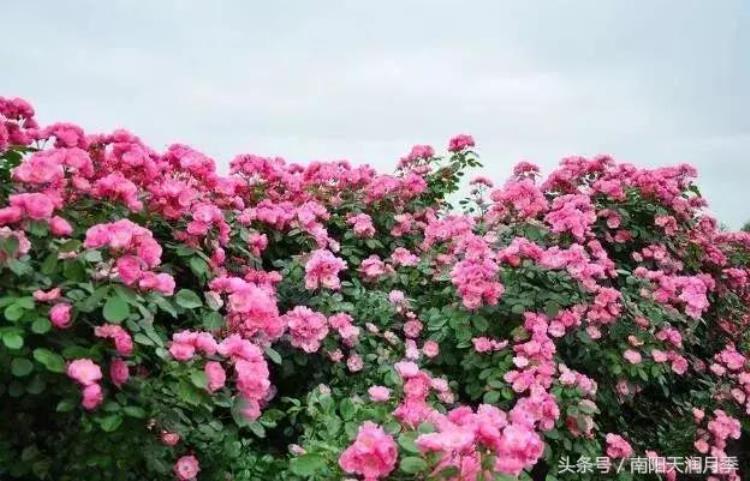 春季月季新芽要打顶吗「控高度促萌芽生花蕾开花这才是月季秋剪的主要原因」