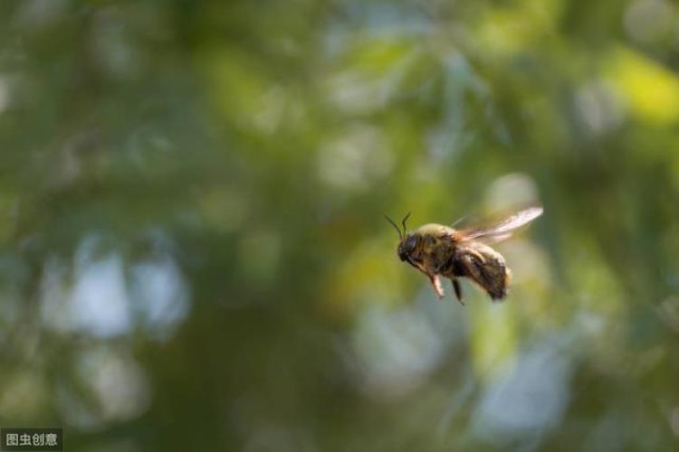 什么是蜜蜂的空飞现象秋季养蜂该不该预防呢「什么是蜜蜂的空飞现象秋季养蜂该不该预防呢」